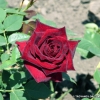 Black Baccara